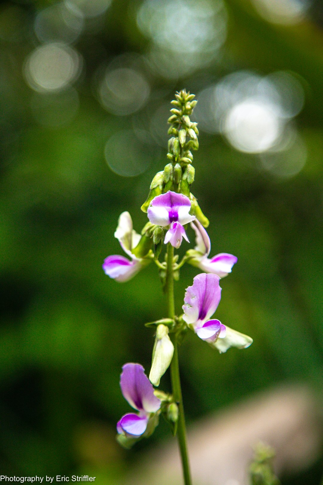 Beautiful orchids litter the landscape during the nature hike