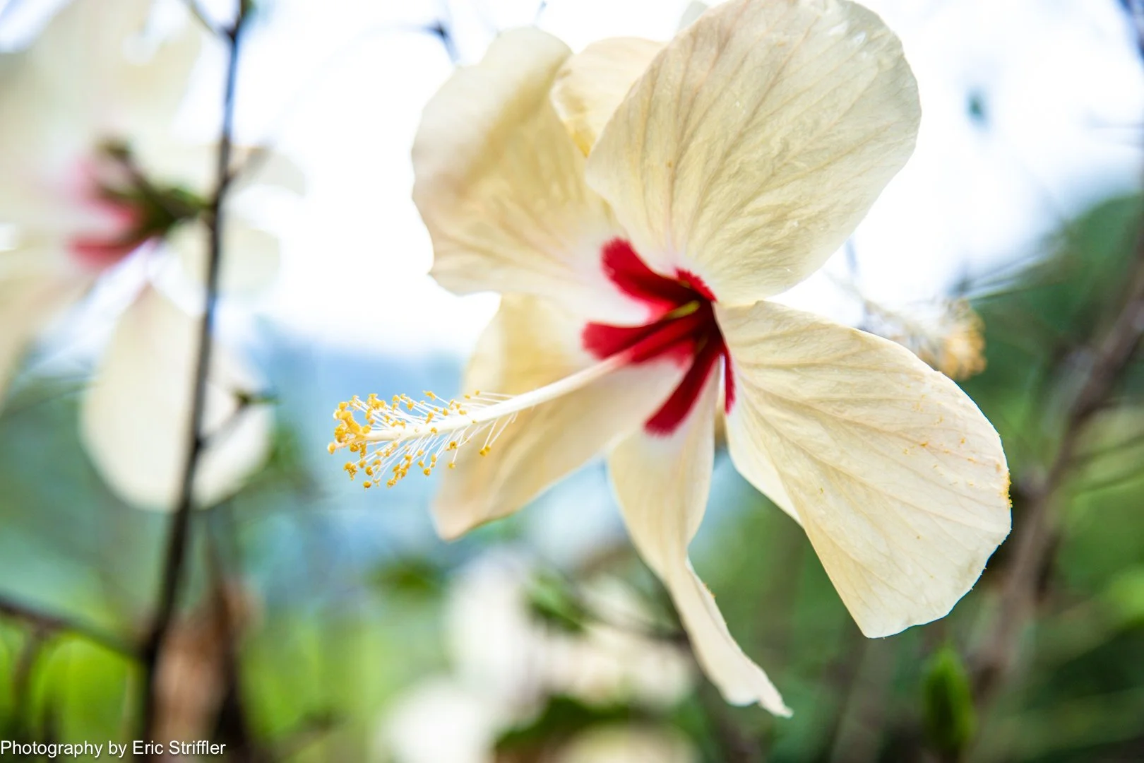 The colorful flora of central Costa Rica.