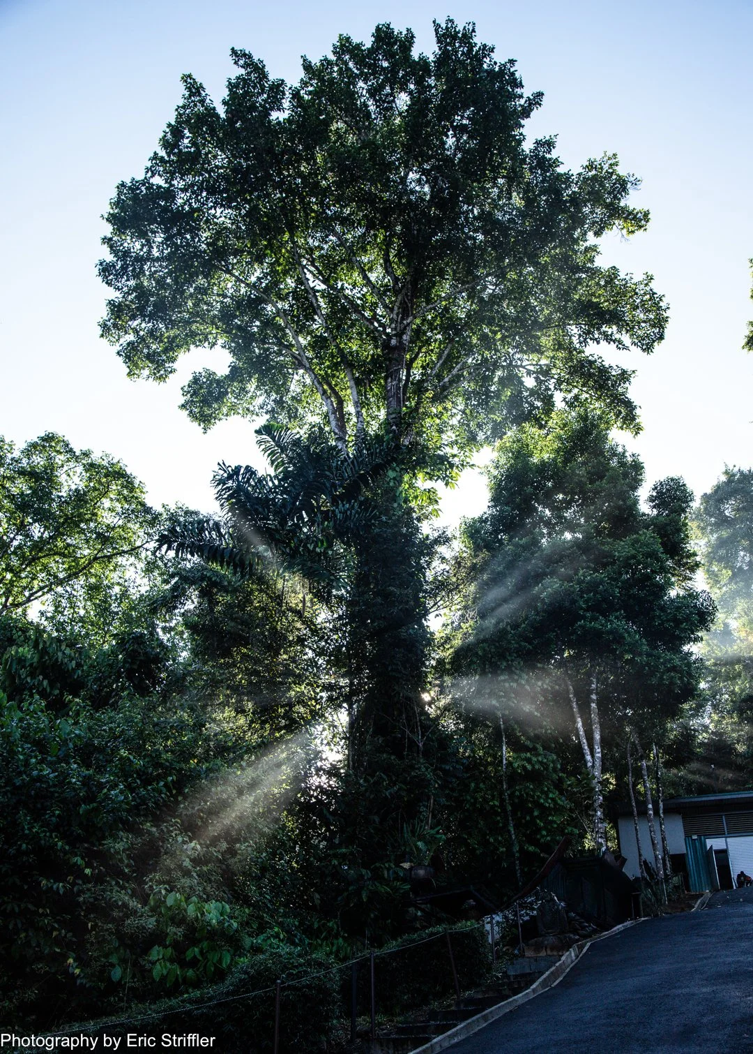 The stunning morning light shooting through the trees.
