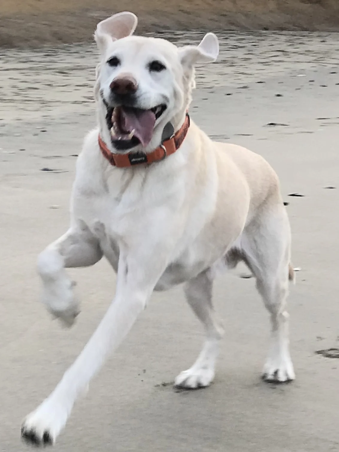 Joelle's dog, Wilbur, living it up at the beach near Half Moon Bay. 