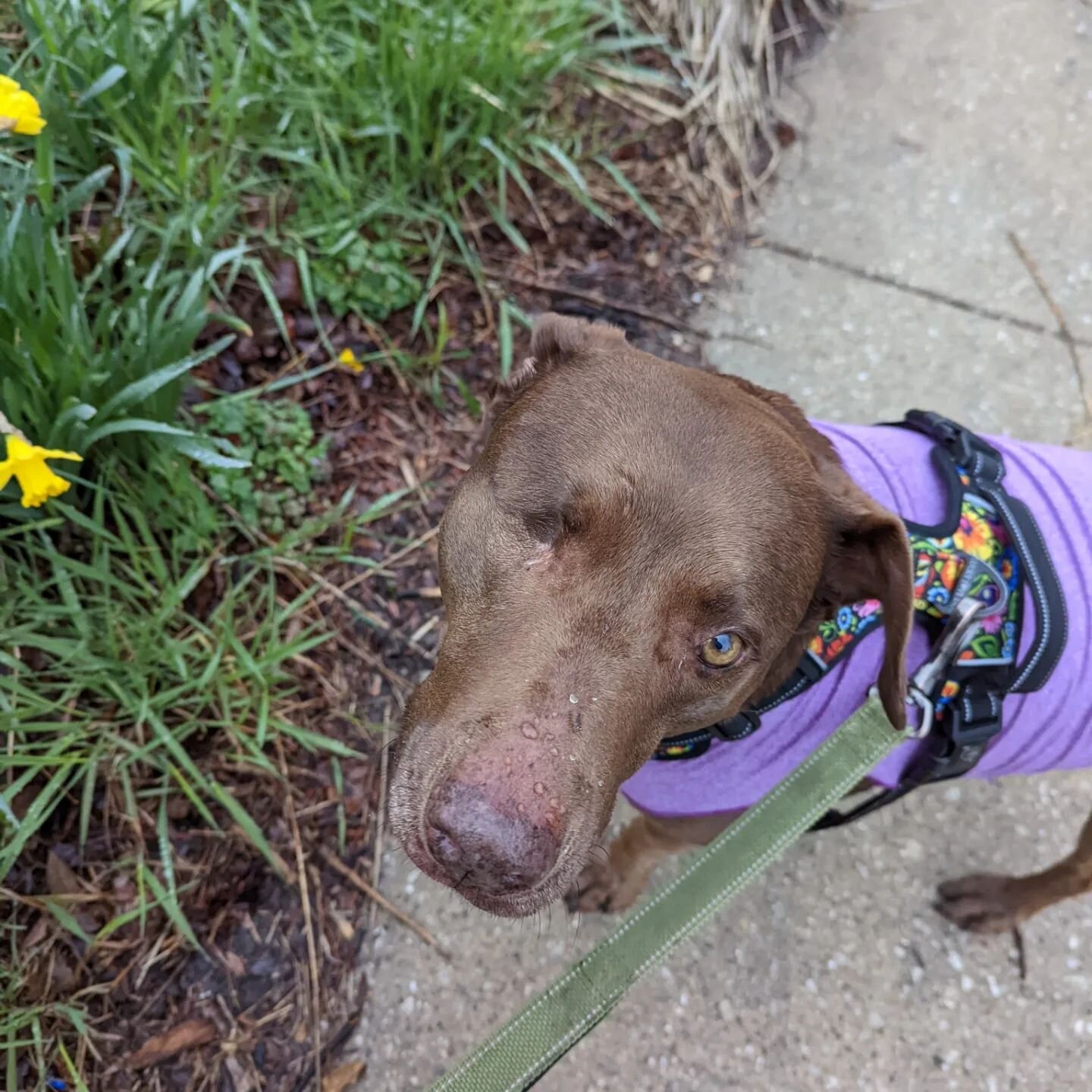 Can't believe it has only been one year,  #happyanniversary 🎉🎈🎂Megs!  We 💕❤️ you!!
*
*
*
#rescuedog #dogsofchicago #chocolatedog #oneeyeddog #instadog #dewdrops #smellthedaffodils