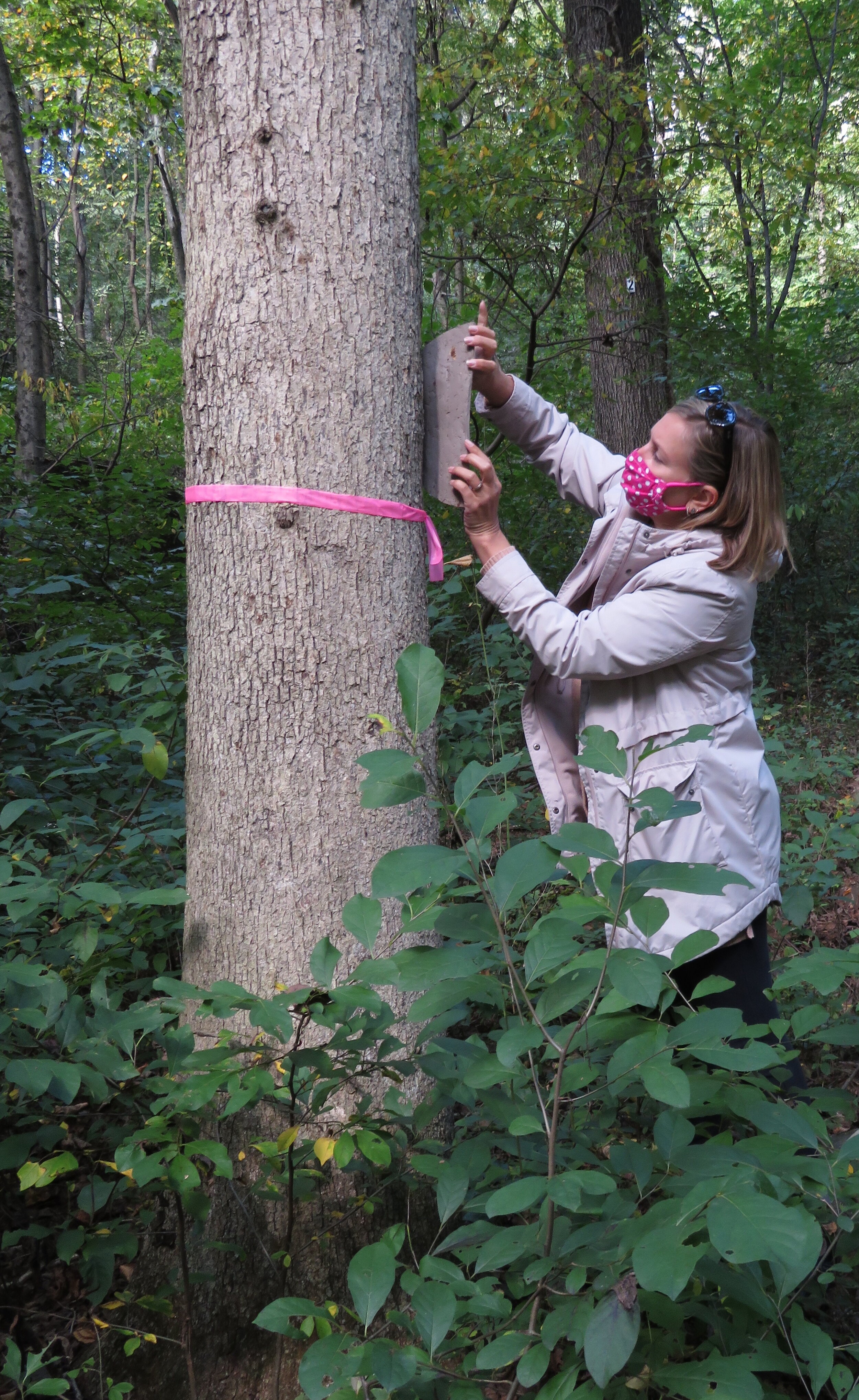  Jess making a clay print of the bark of a White oak tree. 