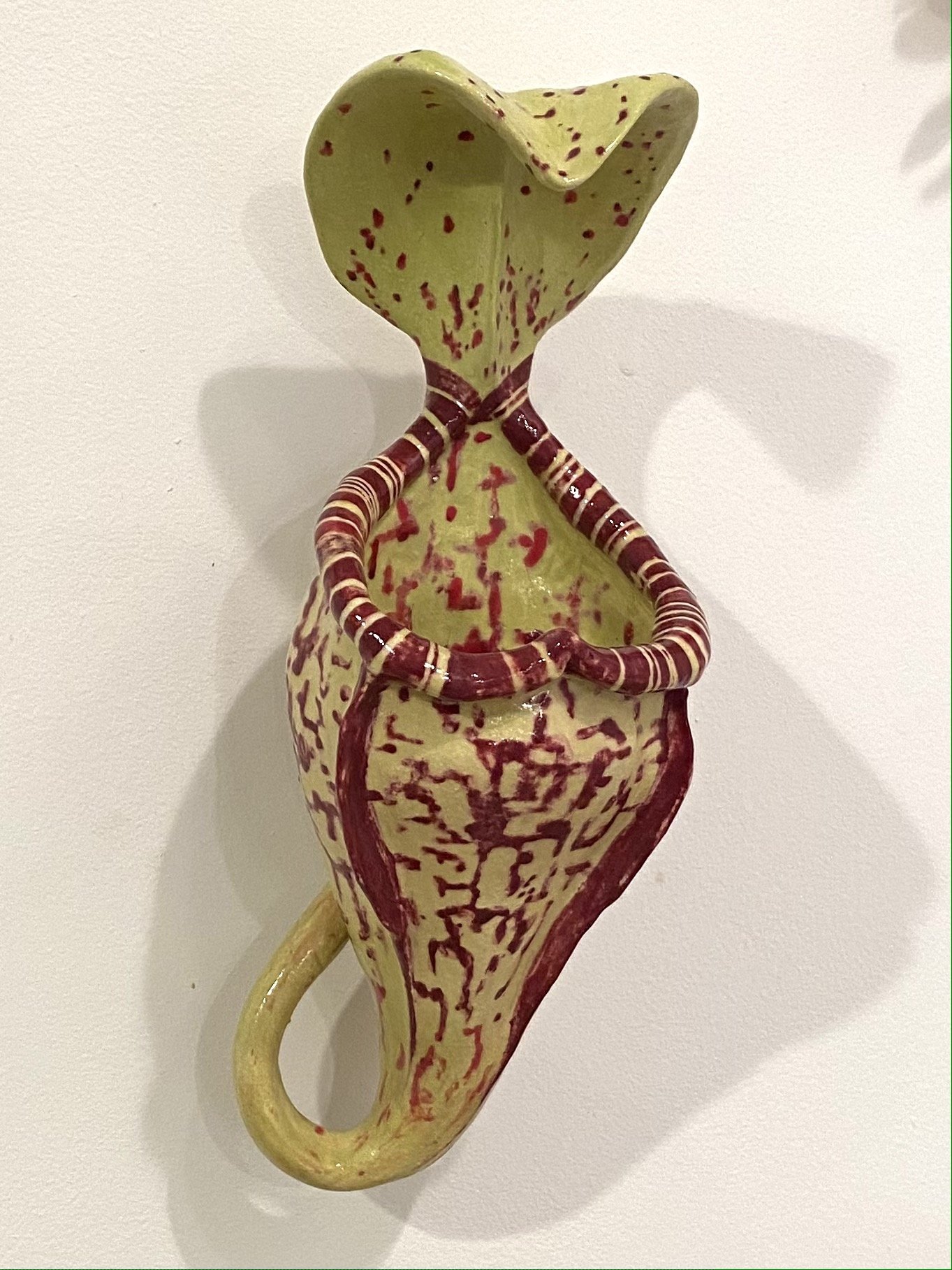 Nepenthes vogelii