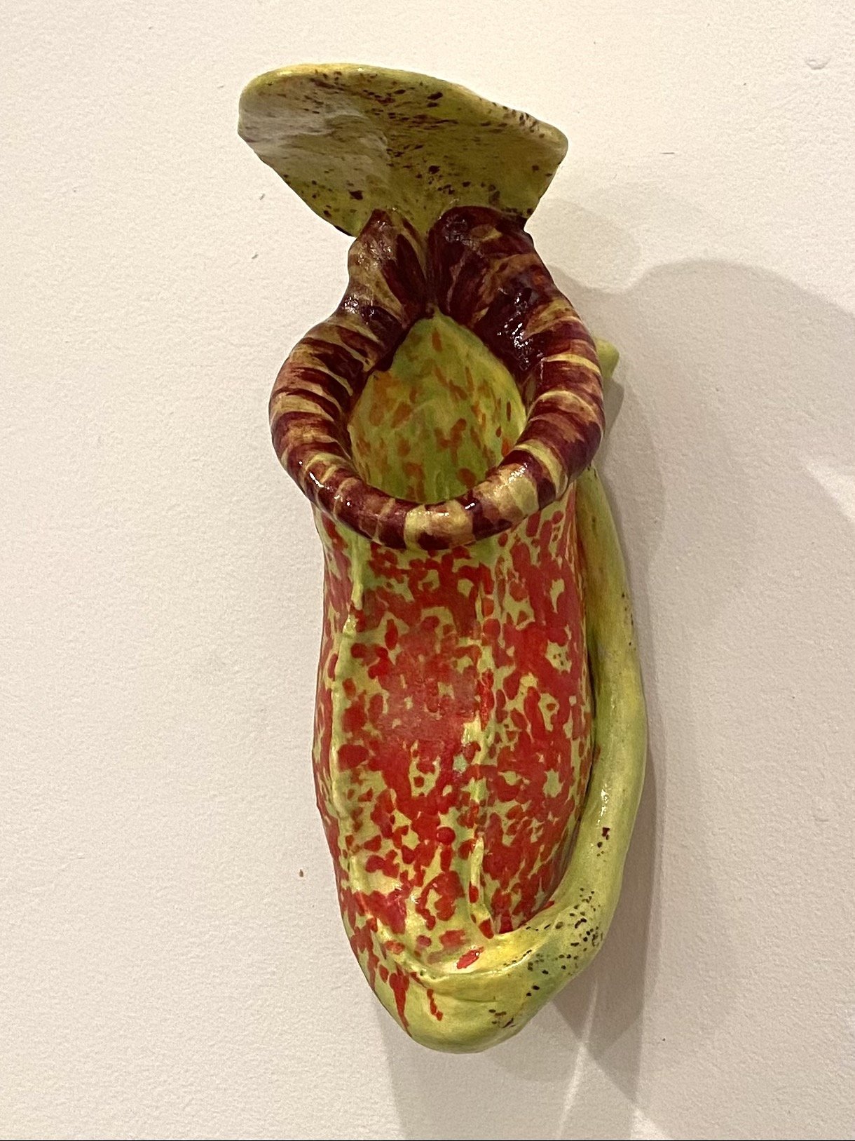 Nepenthes raffesiana