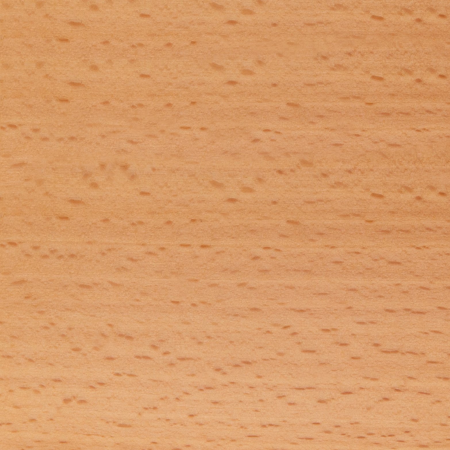 Beech By Costantini 00.jpg