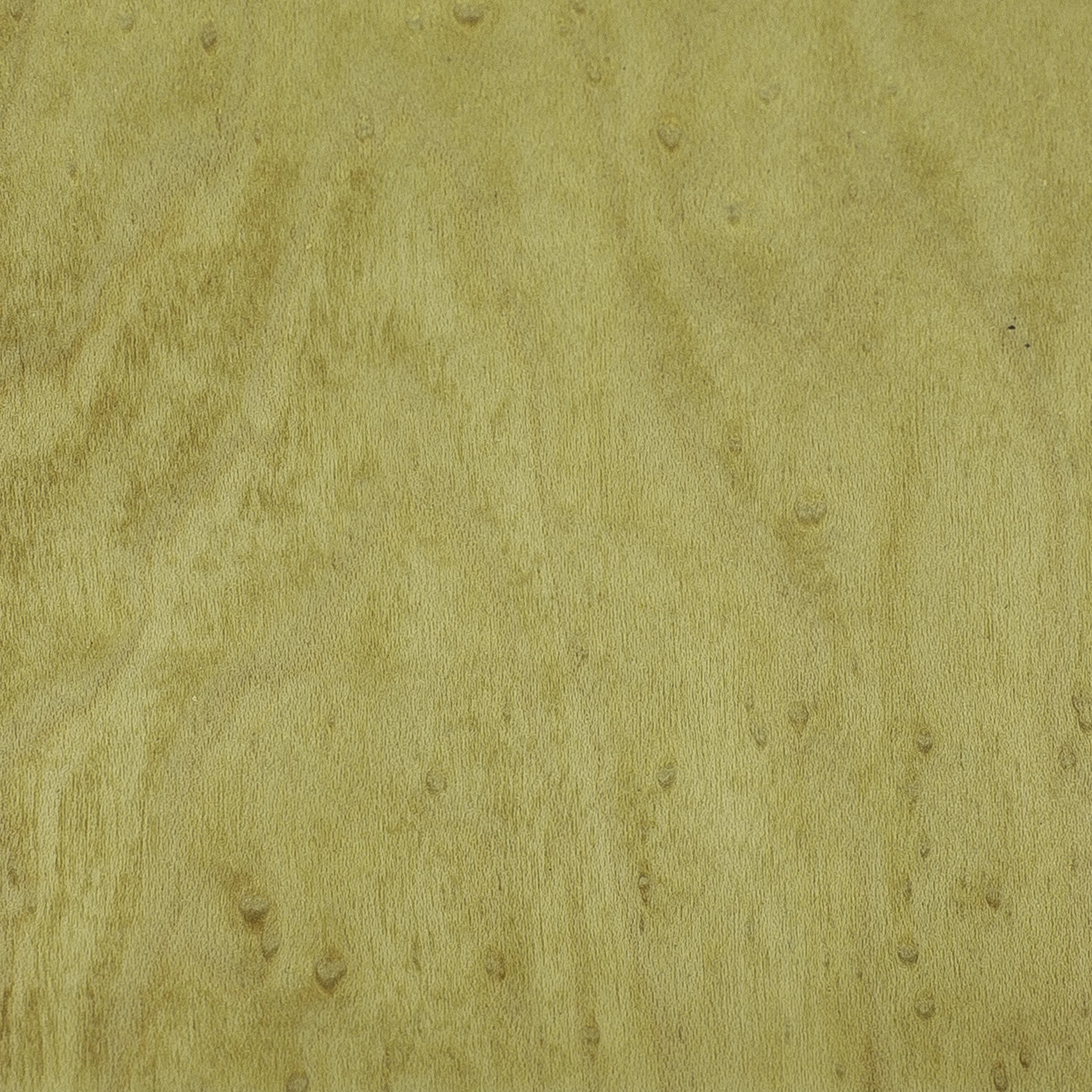 Birdseye Maple White by Costantini 00.jpg