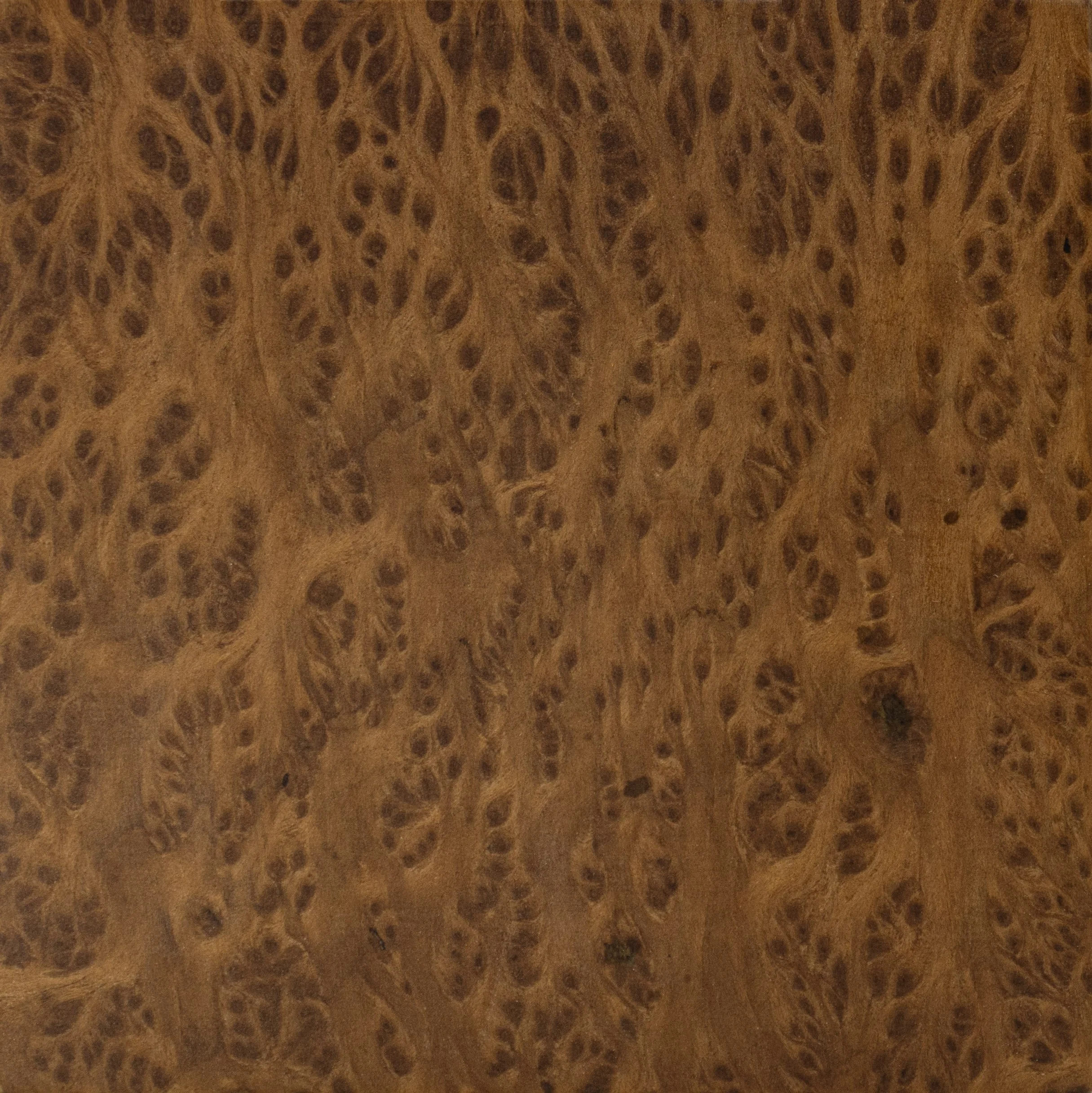 Walnut Burl Sample by Costantini 00.jpg