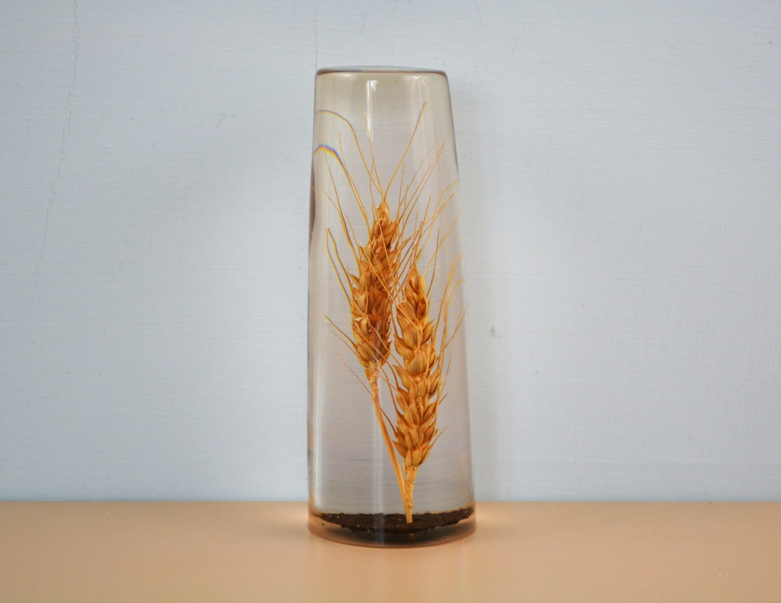 copy wheat 1.JPG