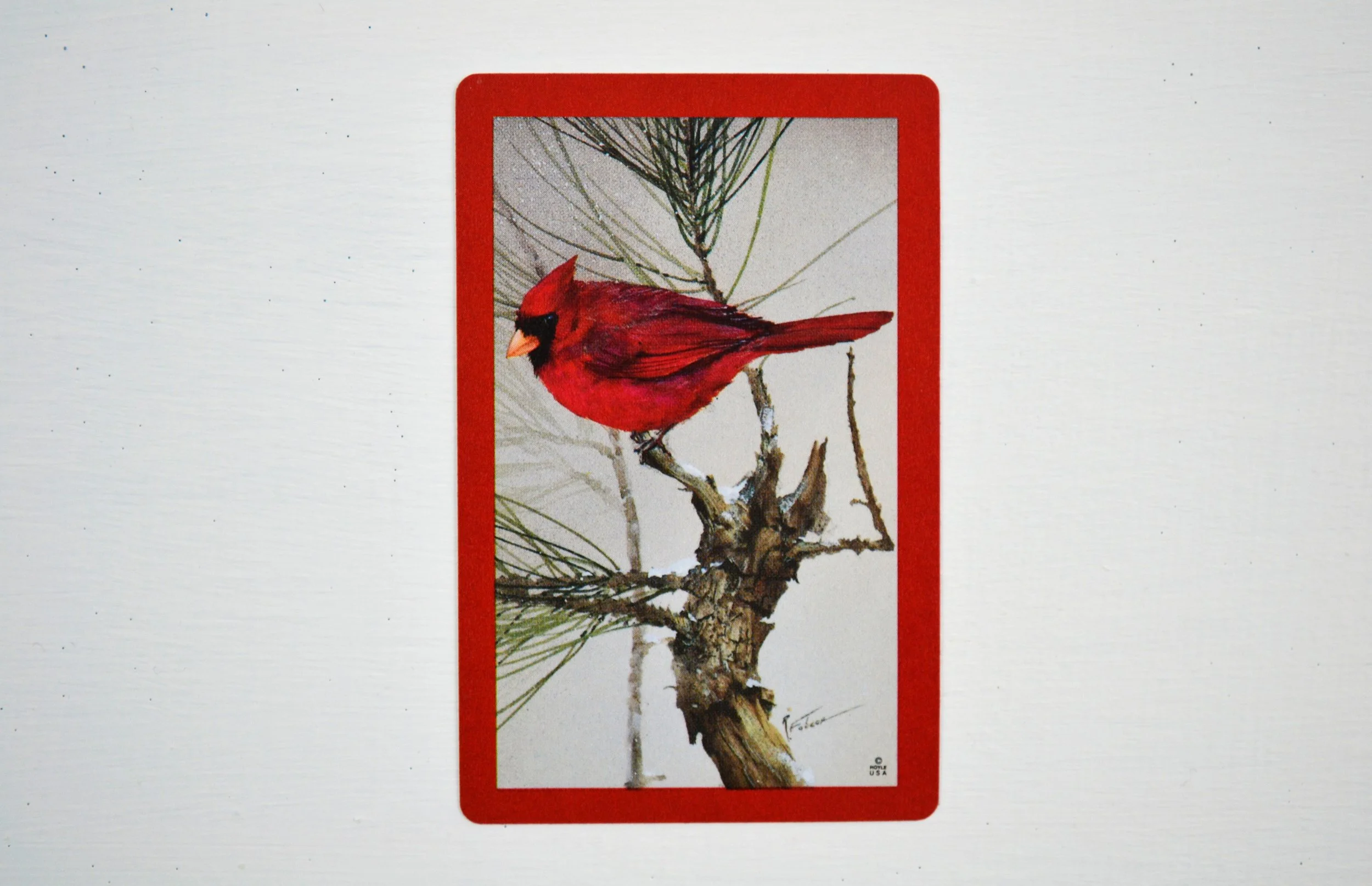 DSC_0021 - Copy (2).JPG