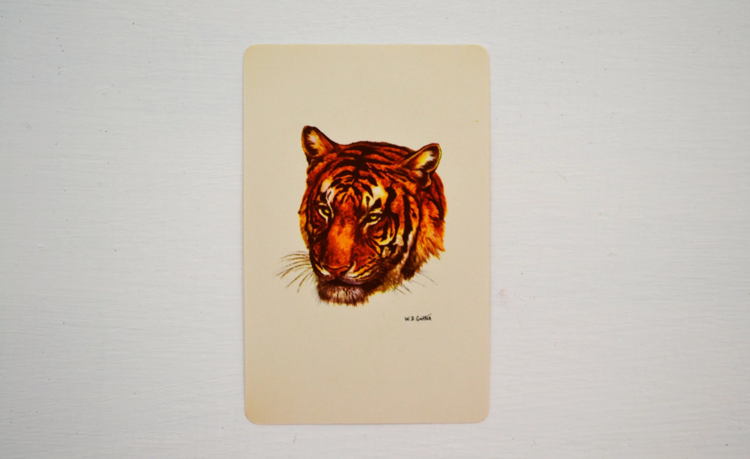 DSC_0007 - Copy (5).JPG