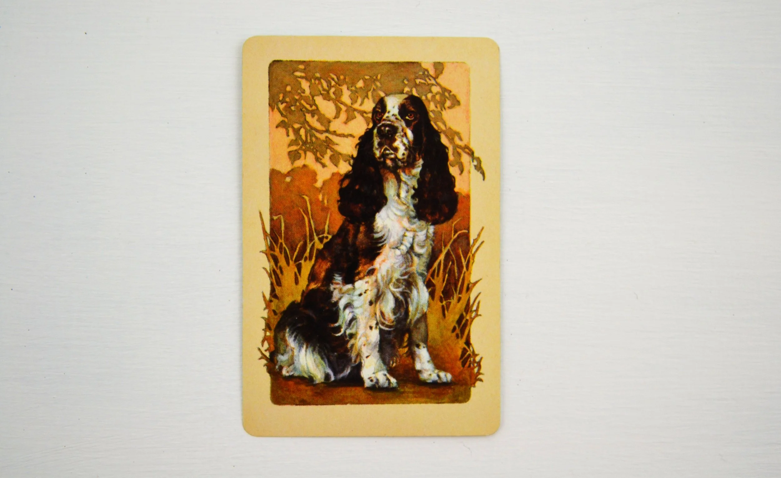 DSC_0004 - Copy (4).JPG