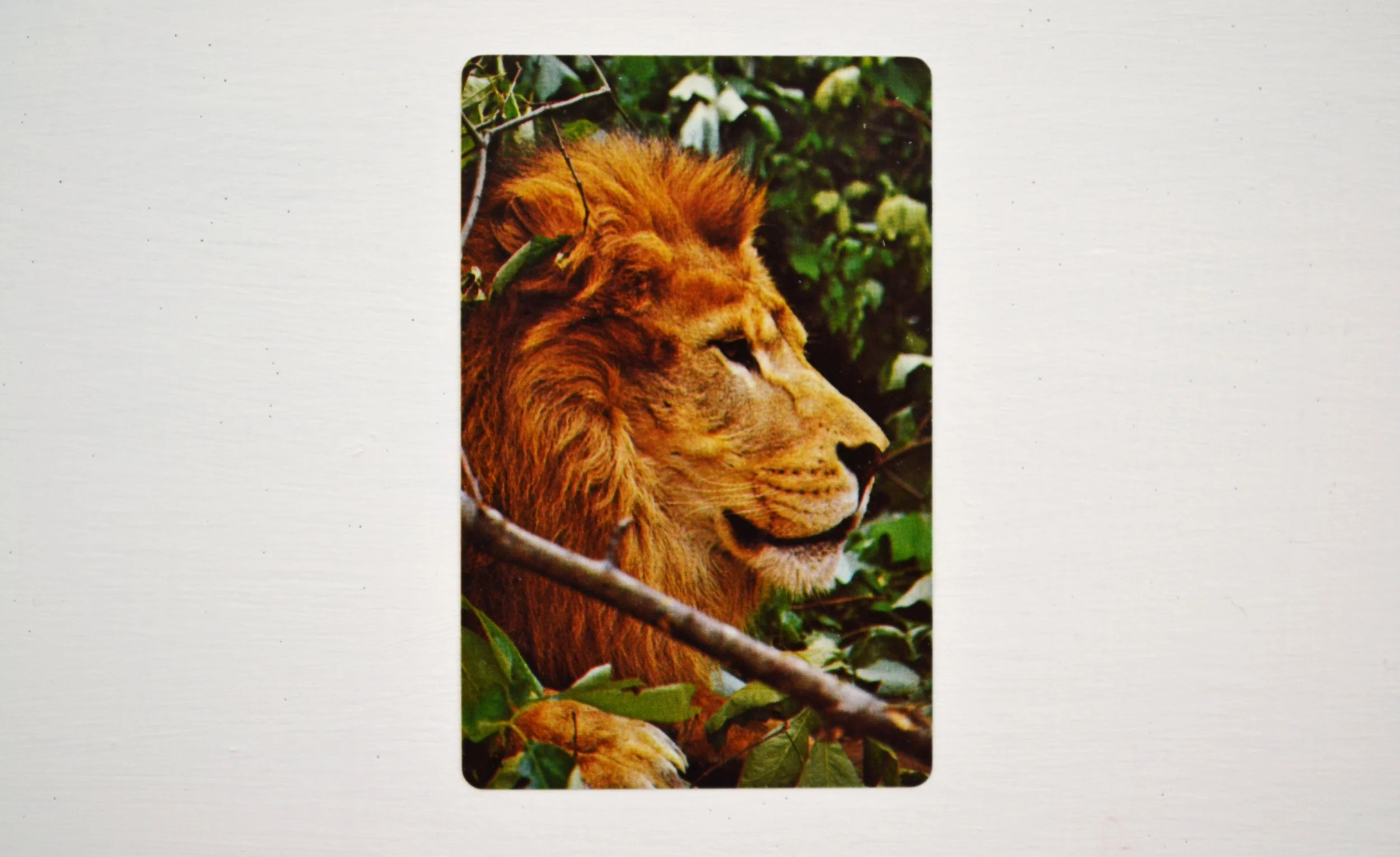 DSC_0003 - Copy (3).JPG