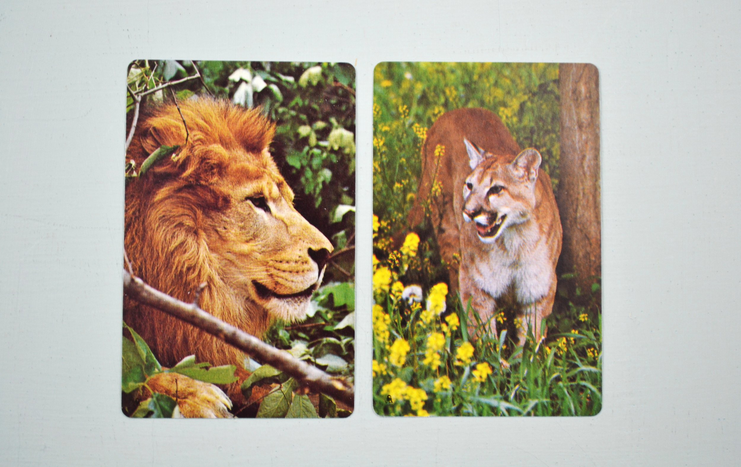 DSC_0008 - Copy (14).JPG