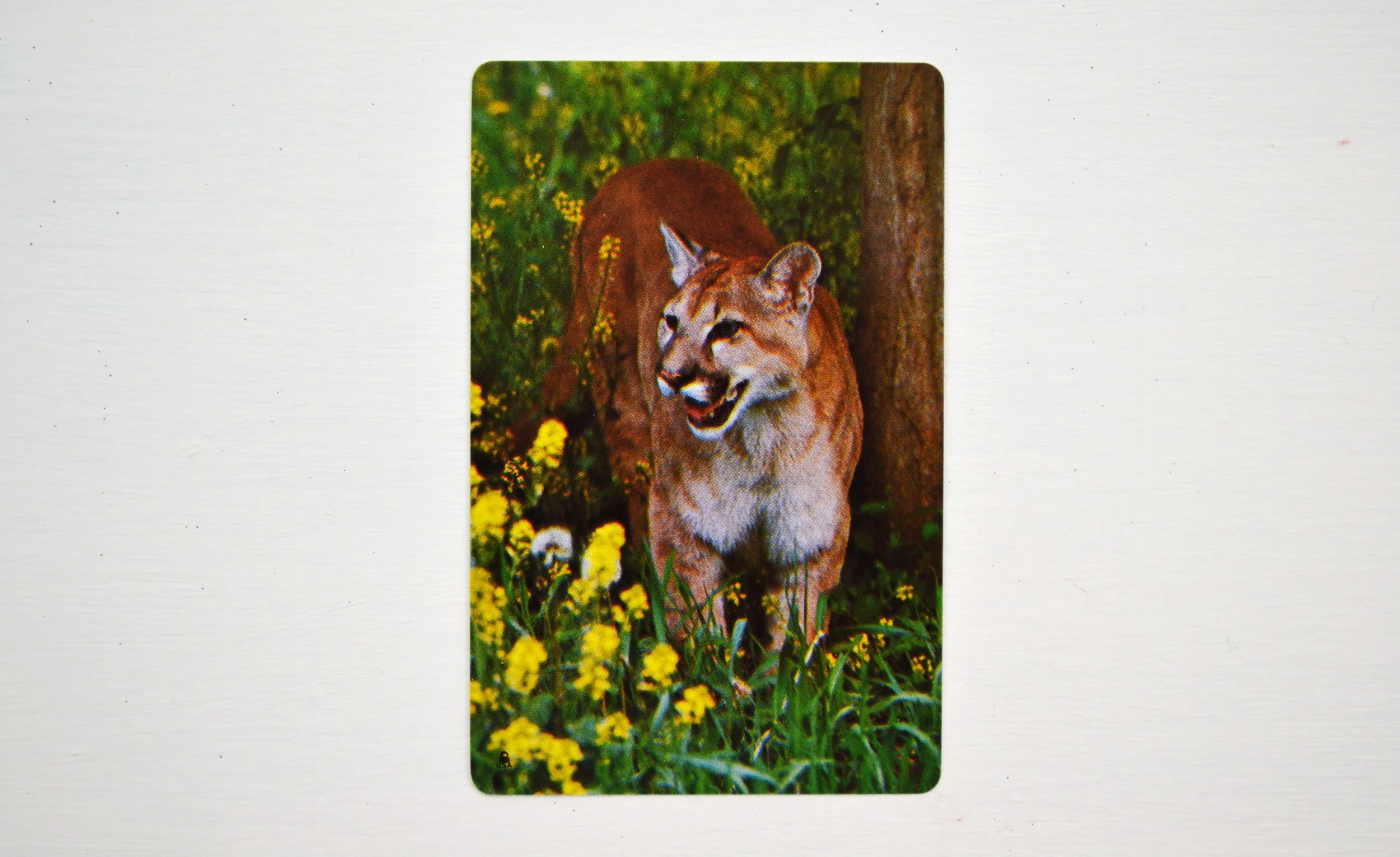 DSC_0004 - Copy (2).JPG