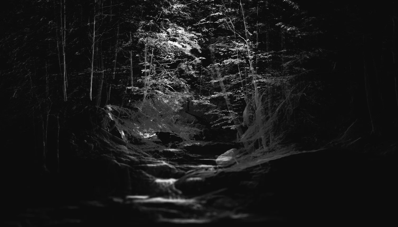 bw02.jpg