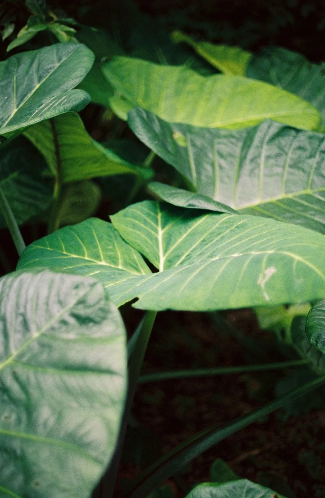 86639R3-R01-032 (1).Jpg