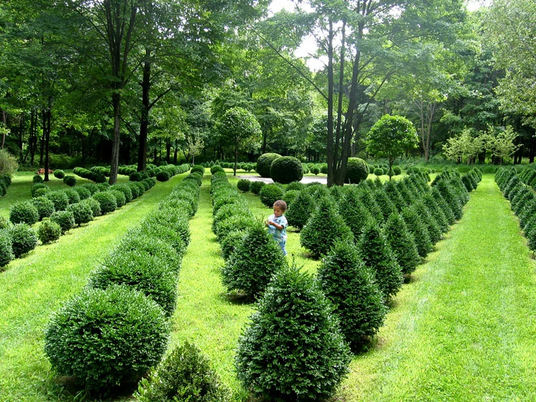 Child in Boxwood.jpg