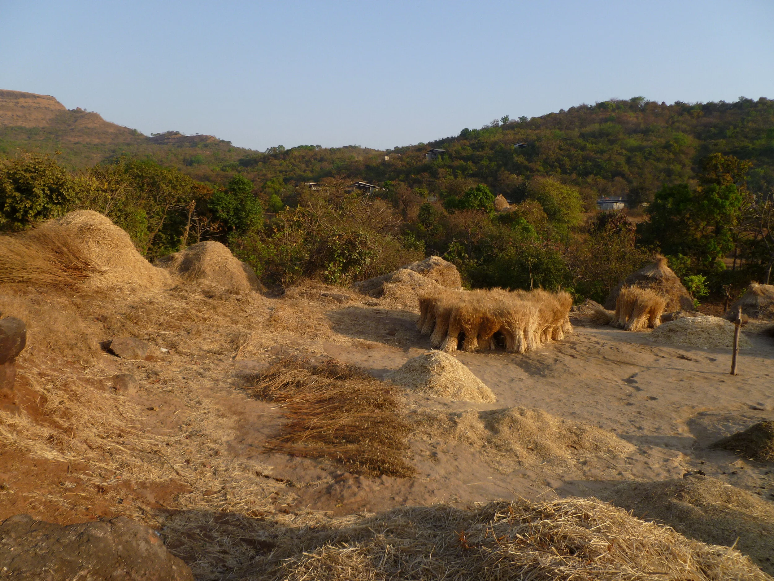 rice threshing.JPG