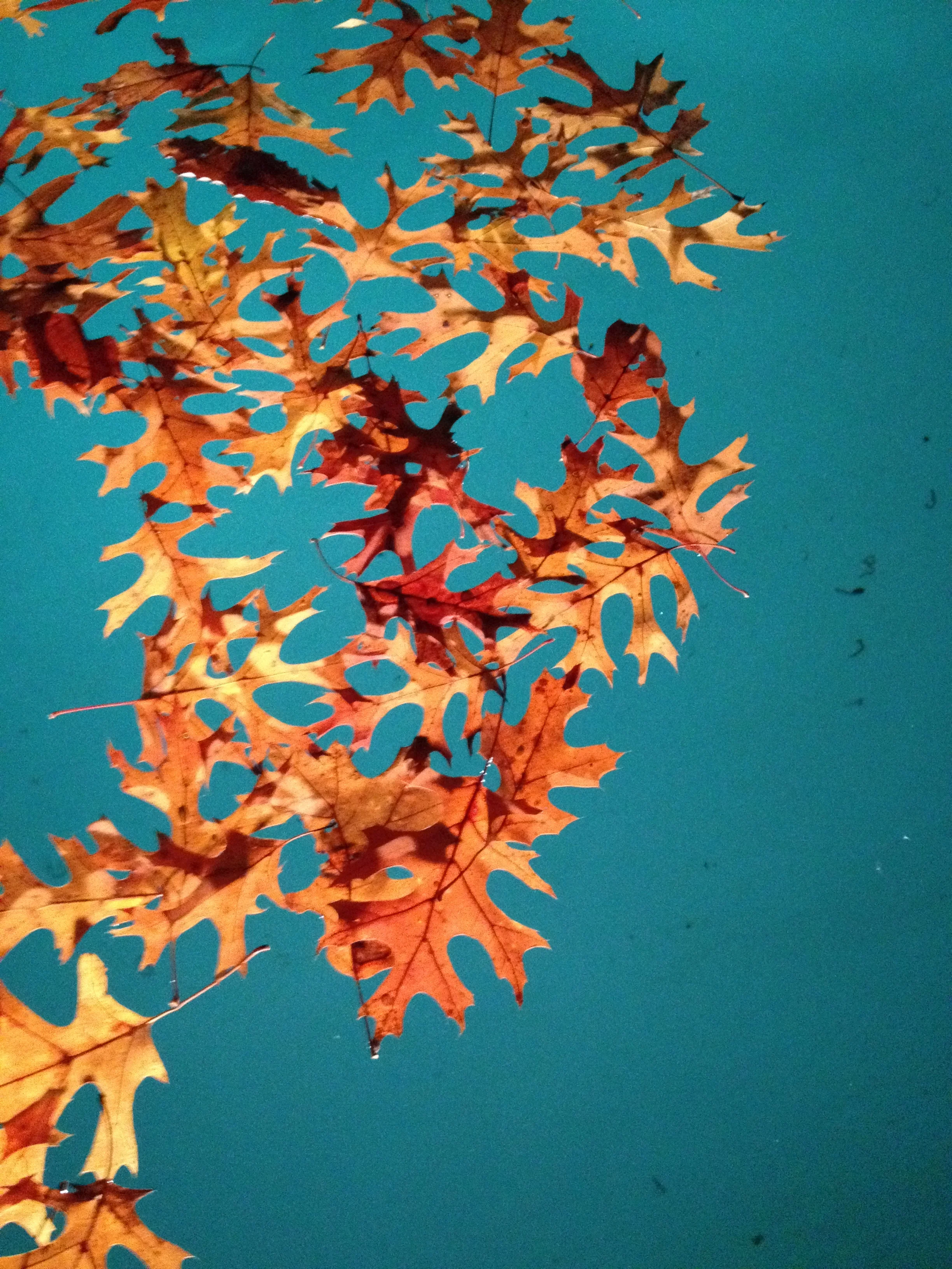 Autumn Leaves