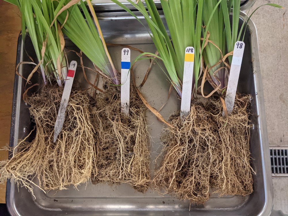 Assessing Roots and Shoots