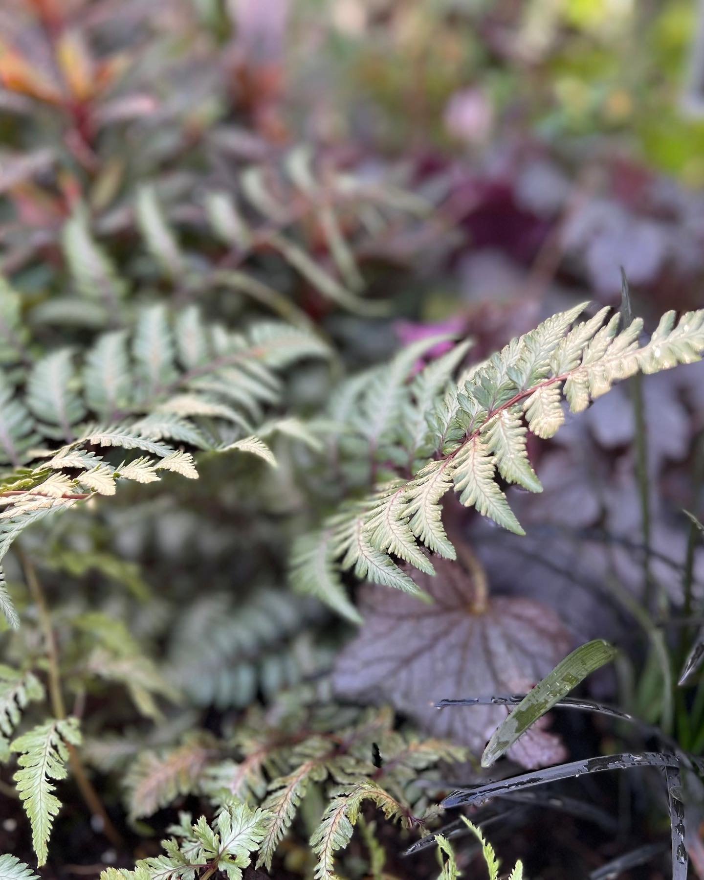 The EcoLab team wrapped up a great week at this year's @phsgardening Flower Show. Check out some of the beautiful plant species that made up our &quot;Garden of Curious Senses&quot;.. and the blue ribbons that we won!

Image 1: Athyrium niponicum var