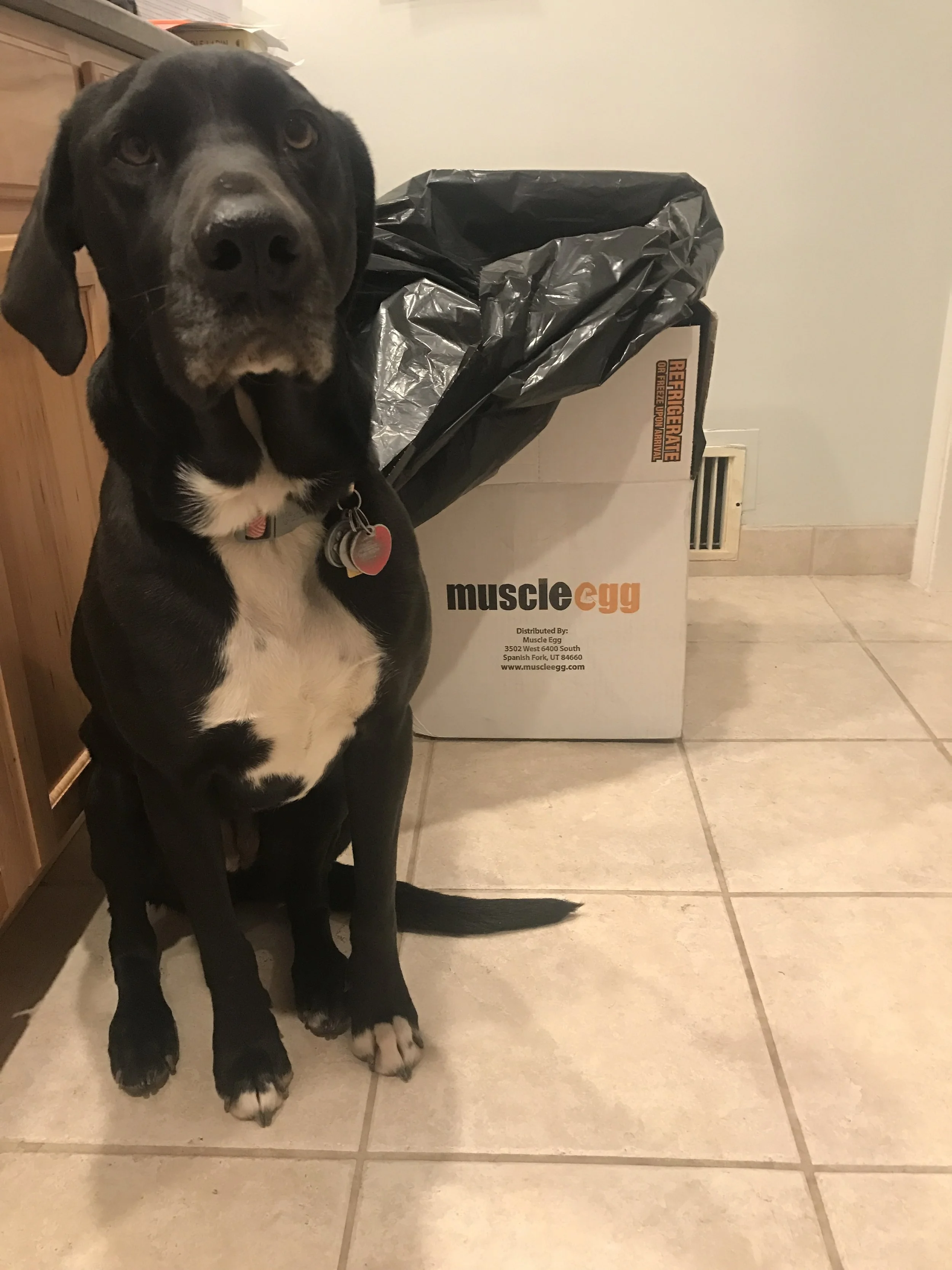 Boston the dingus and my pretty MuscleEgg box :)