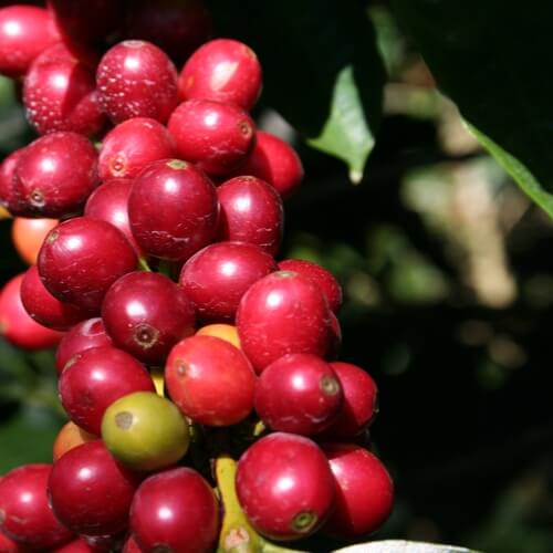 sustainable-coffee.jpeg
