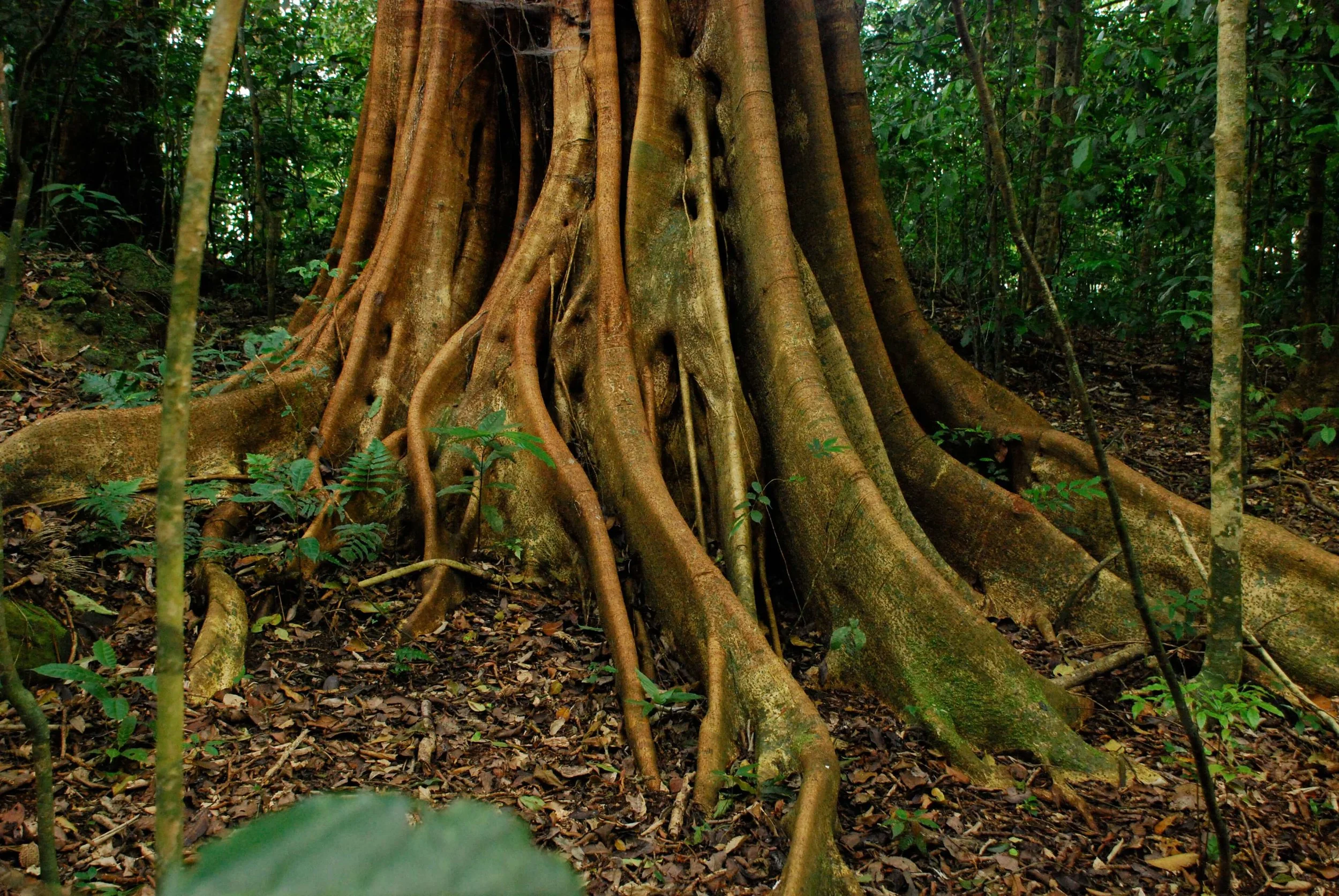 tree-in-the-forest.JPG