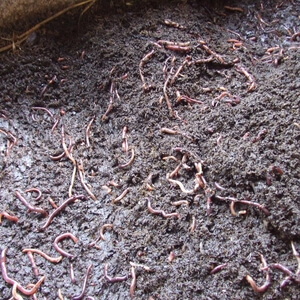 vermicompost.jpeg