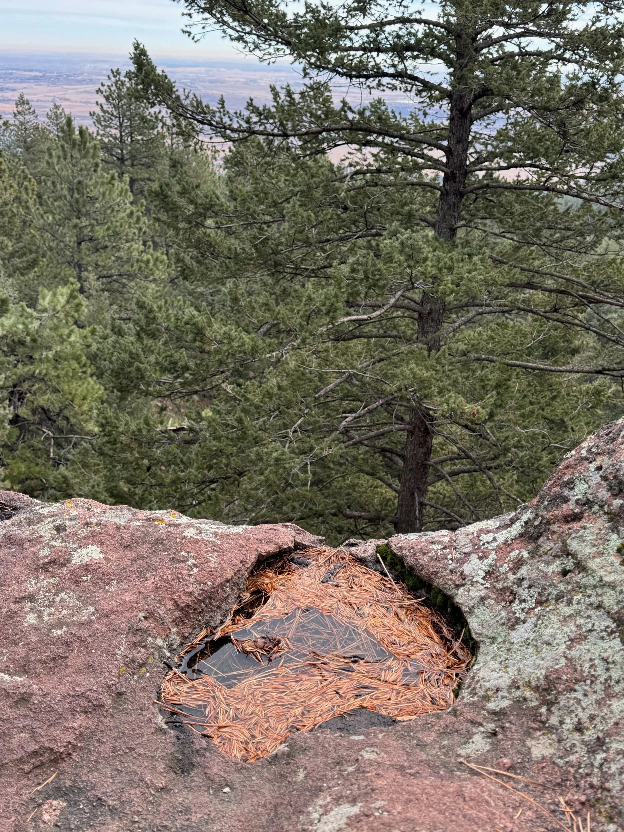 In the foreground, a puddle filled with pine needles overlooks evergreen trees and a flat prarie beyond.