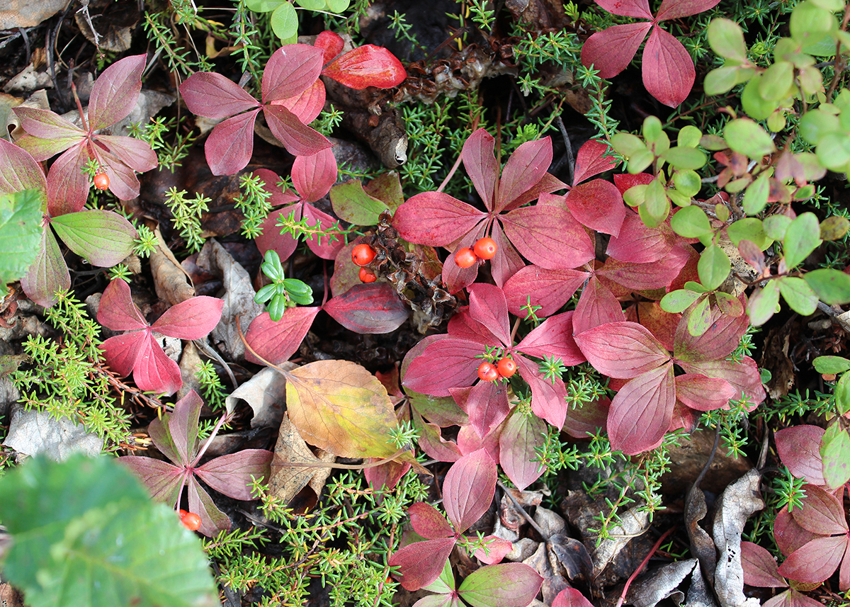 OITP Denali Tundra web.jpg