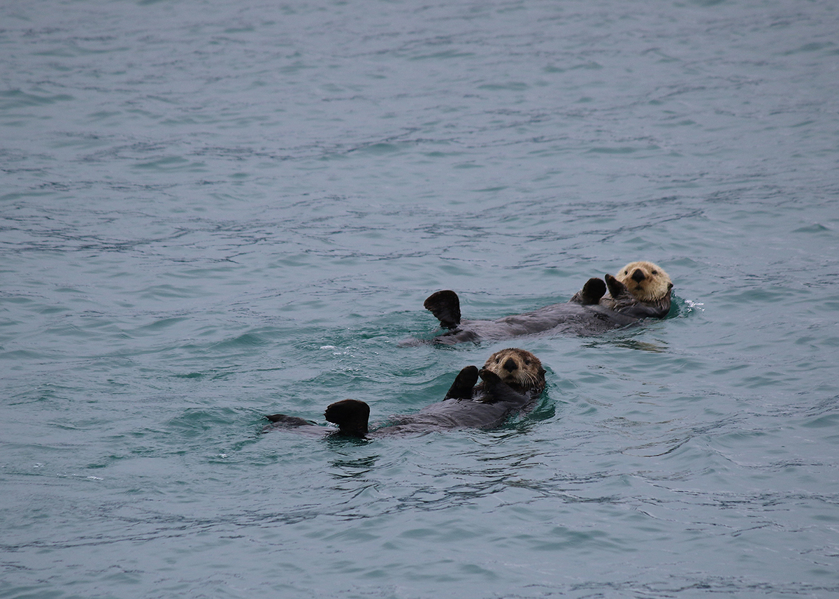 OITP Glacier Bay Otters web.jpg