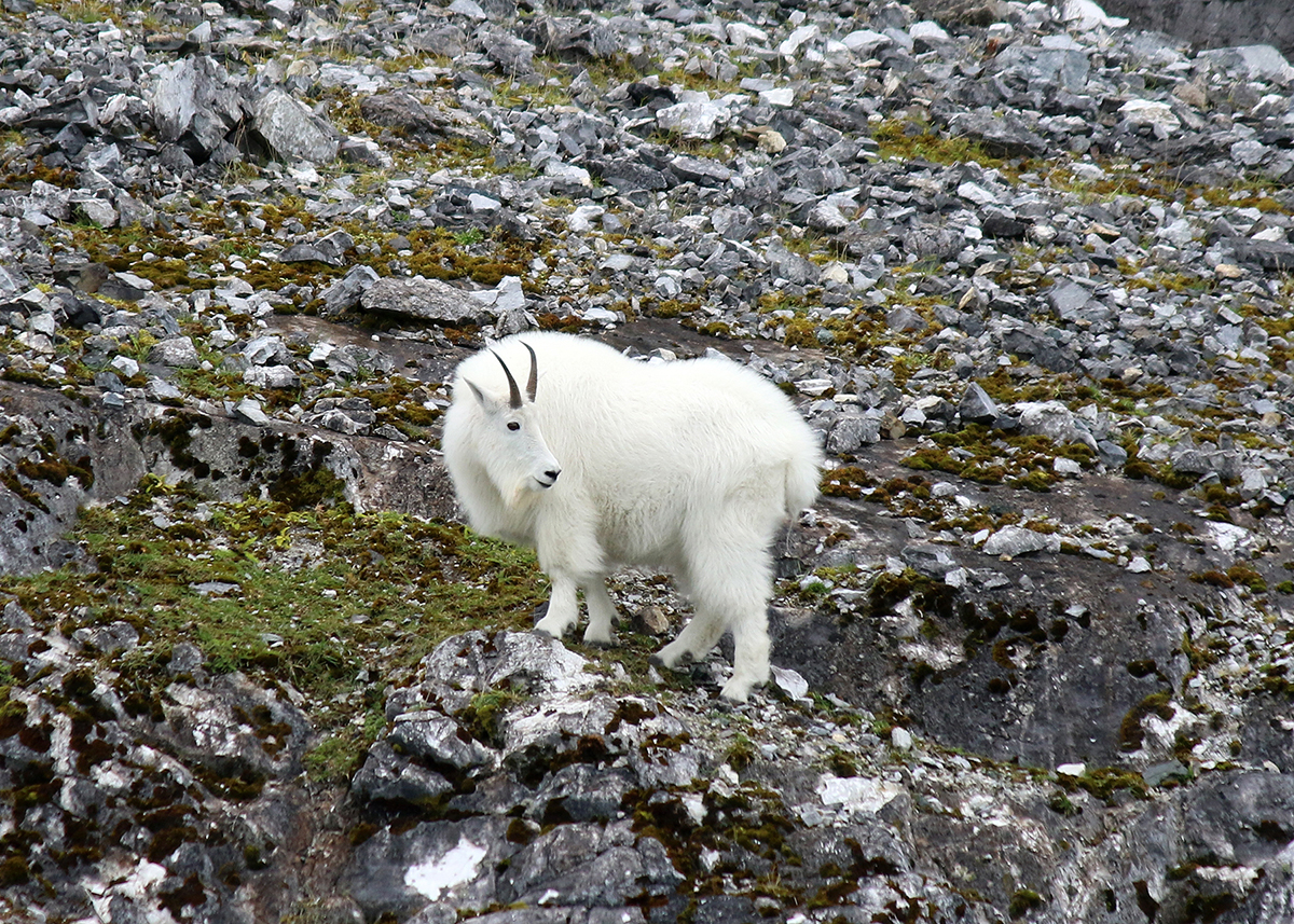 OITP Glacier Bay Mountain Goat web.jpg