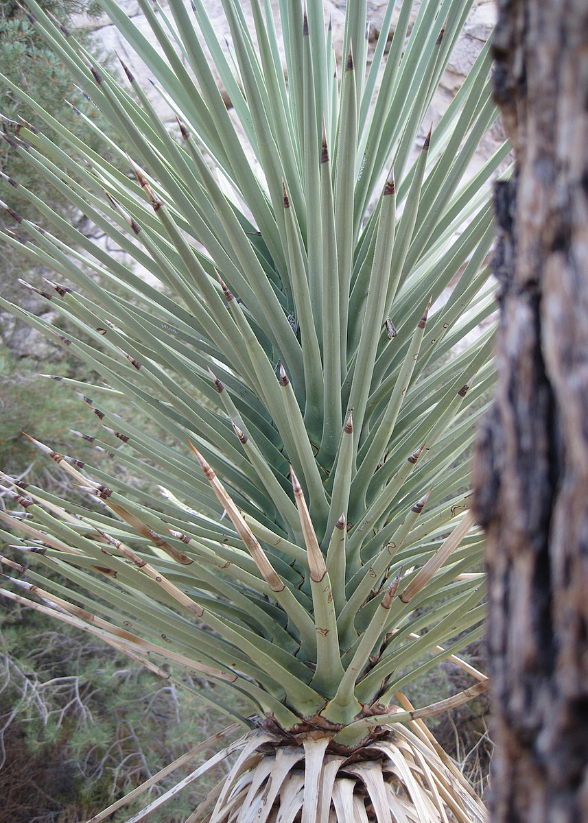 OITP Joshua Tree Yucca web.jpg