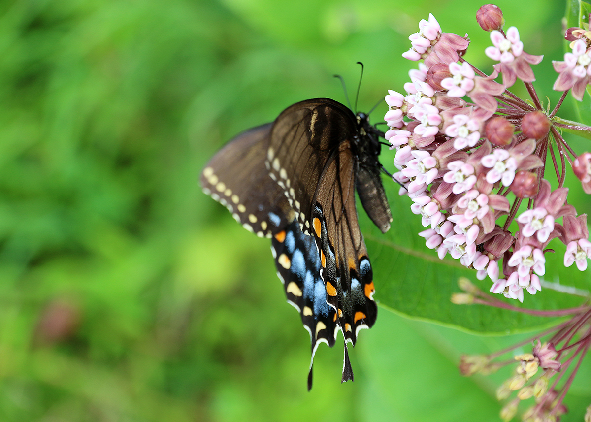 OITP Shenandoah Swallowtail web.jpg