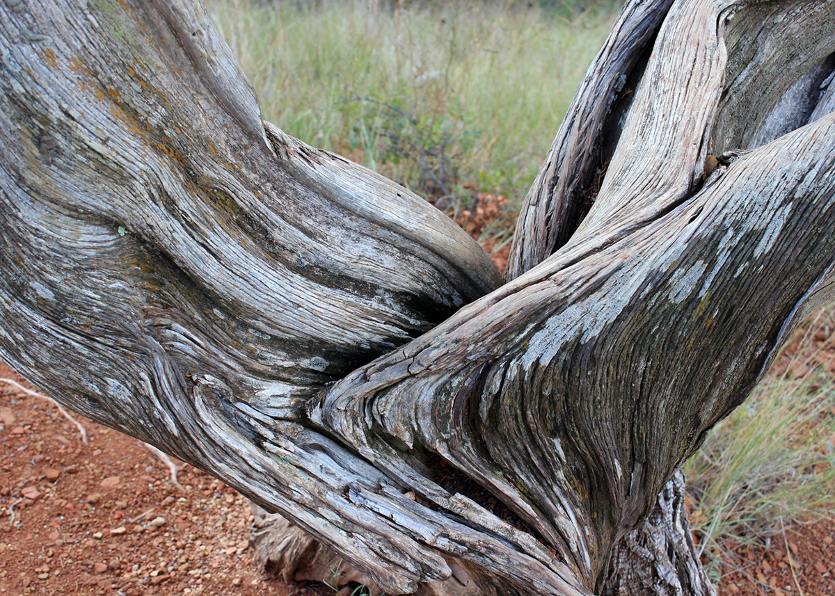 OITP Theodore Roosevelt Juniper web.jpg