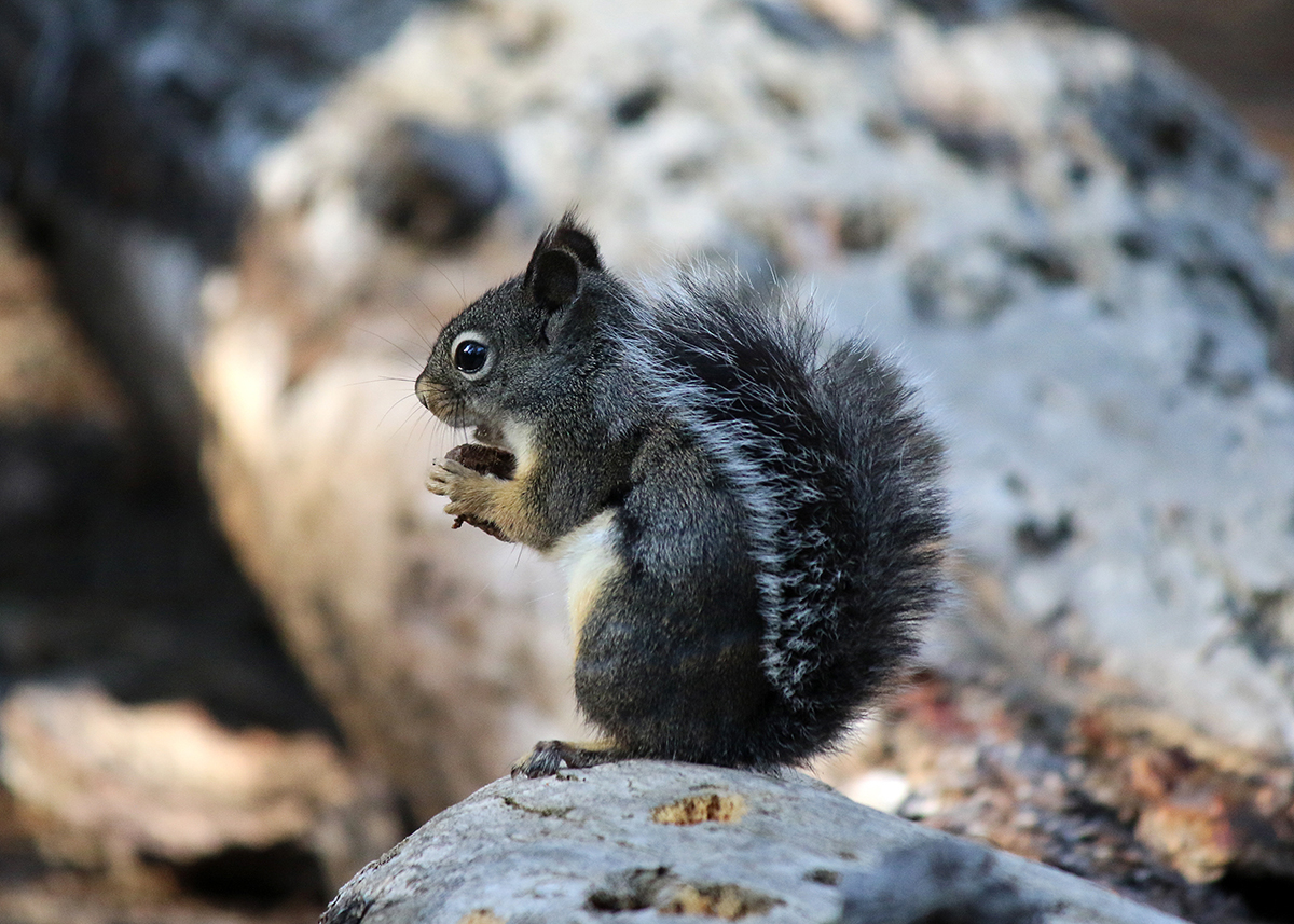 OITP Yosemite Douglas Squirrel web.jpg