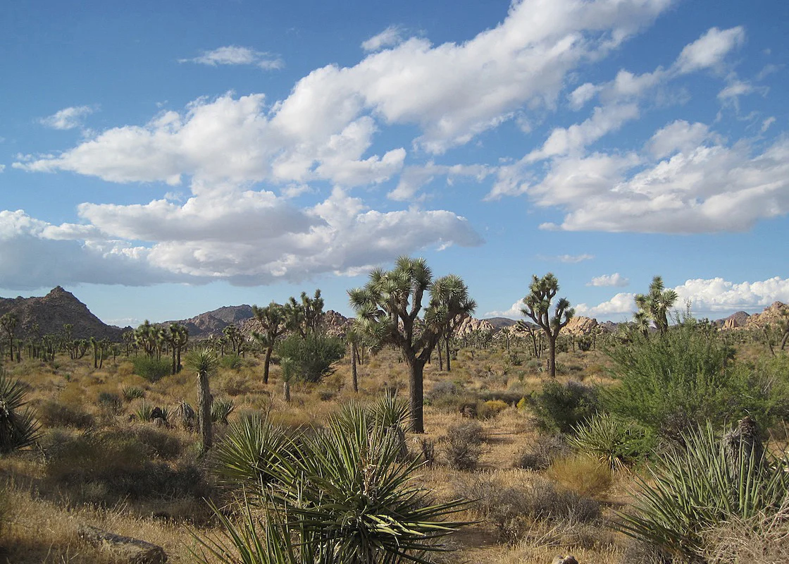 OITP Joshua Tree web.jpg