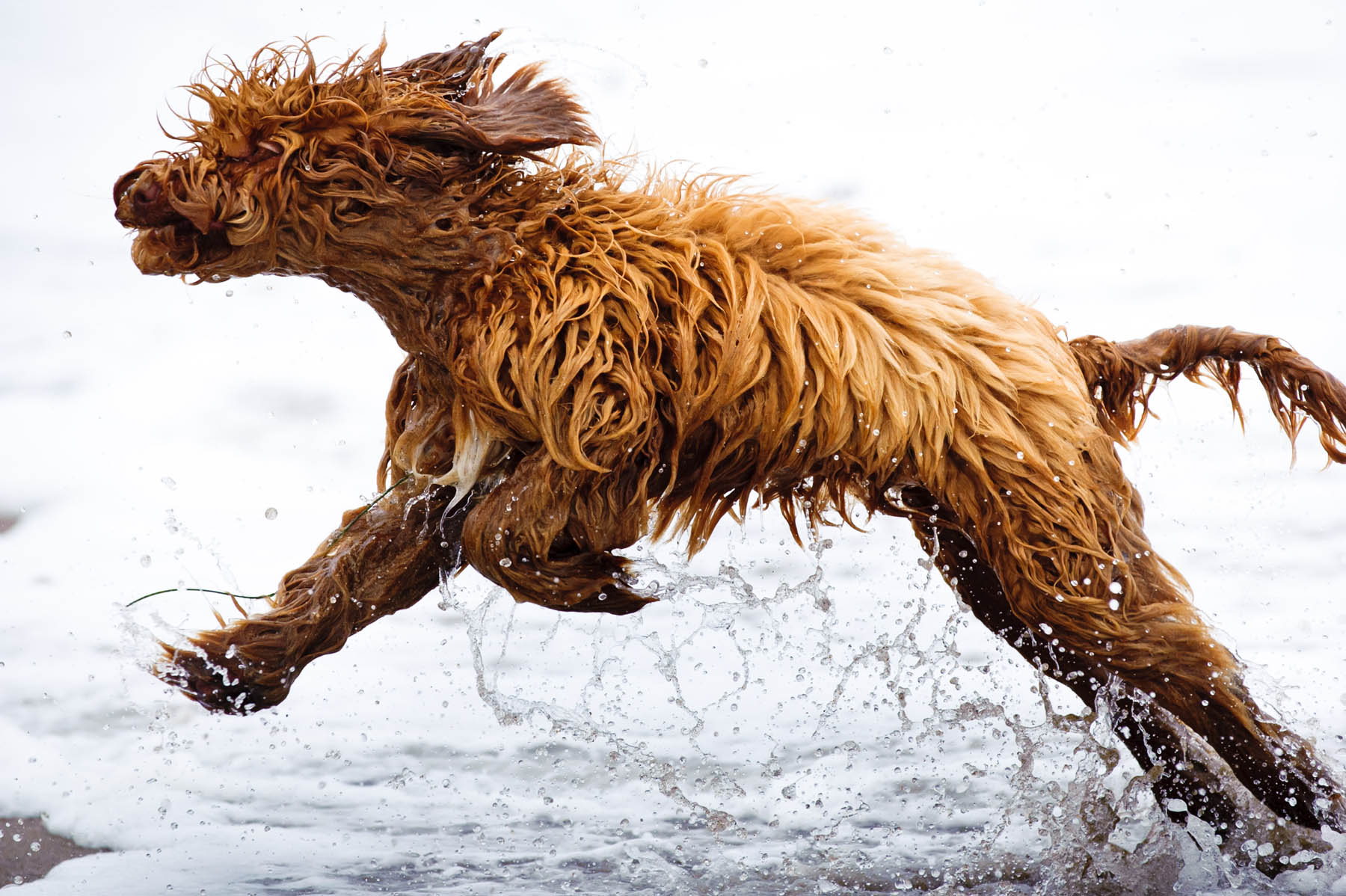 1530-d3_Cindy_Labradoodle_Griffin_Santa_Cruz_Pet_Photography.jpg