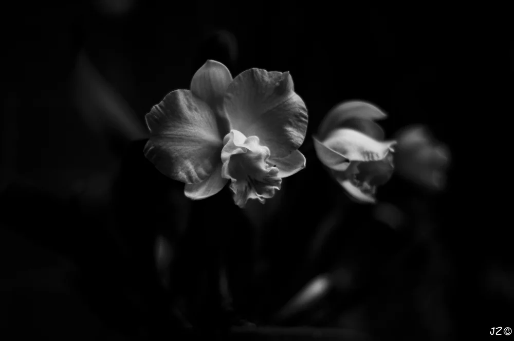 Glimpse 