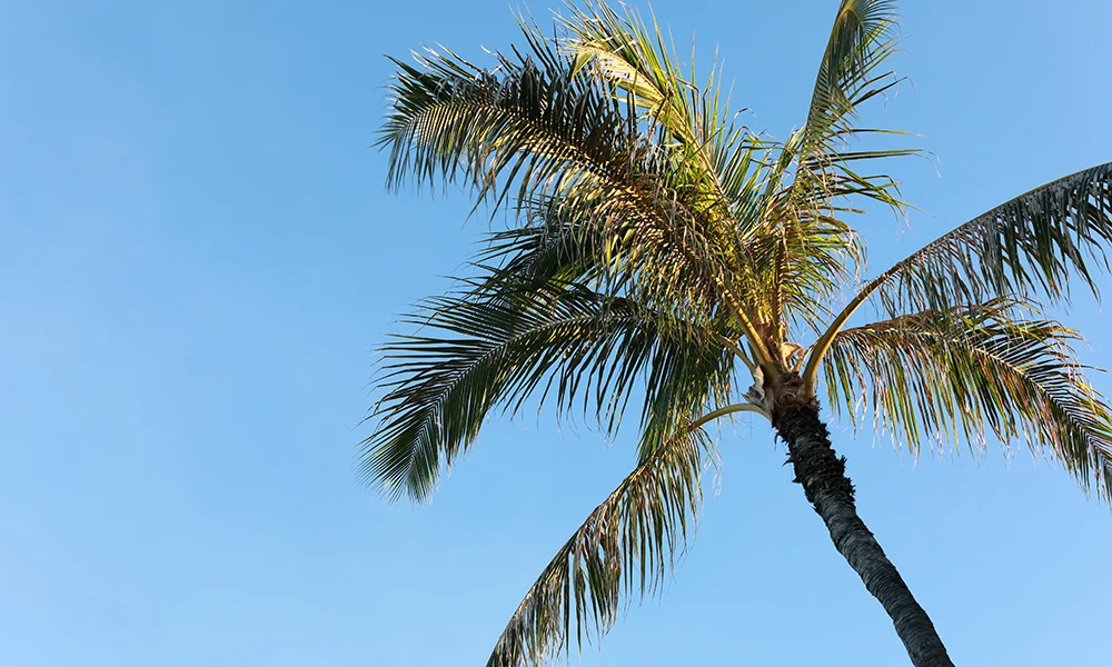 palm-tree.jpg