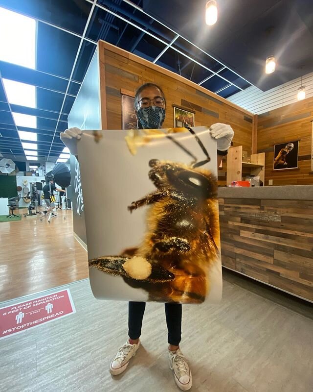 When the print is almost as tall as you!  Thanks @fujimuramotionandstill for sending this file our way for printing. The macro work on this is INSANE!!! #canon #canonpro2000 #wideformat #bee #macrophotography #olympusphotography