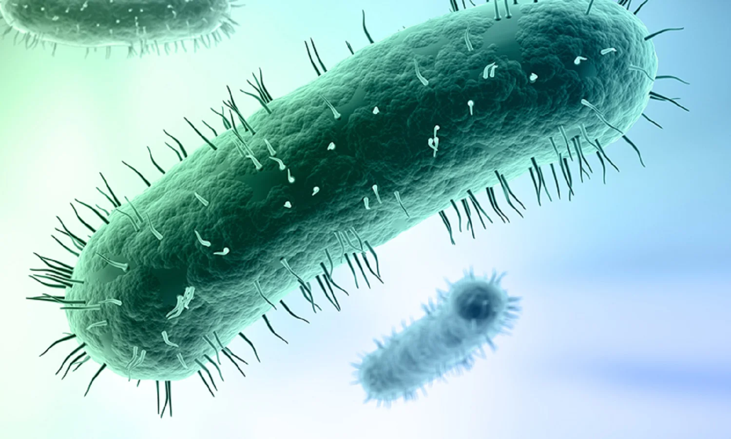 mycoplasma.jpg