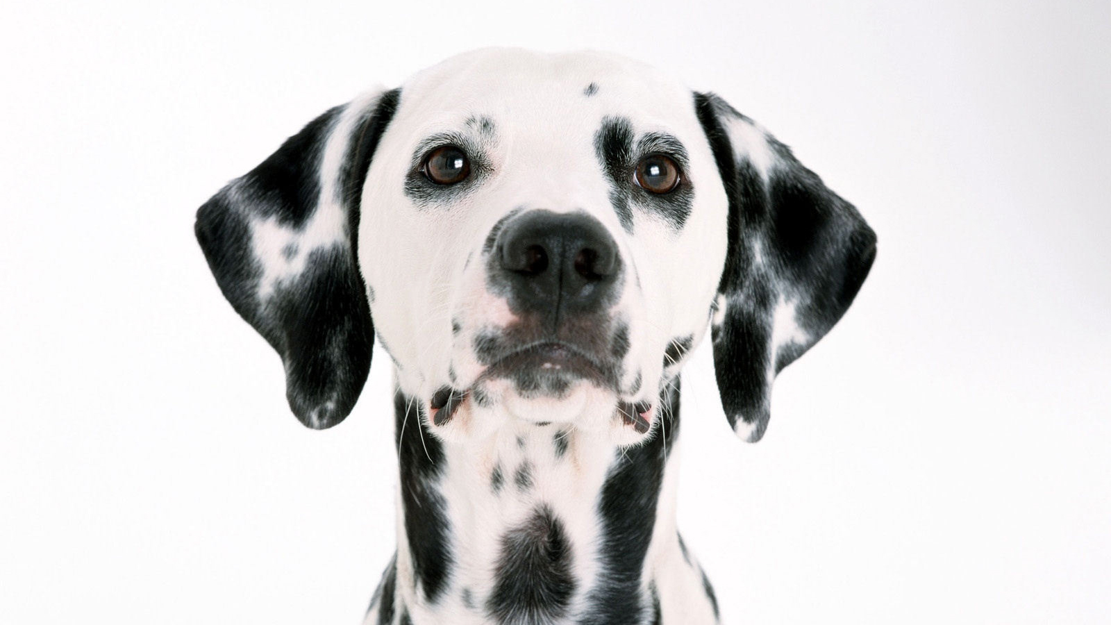 Dalmatian-dalmations-13768000-1600-1200-2.jpg