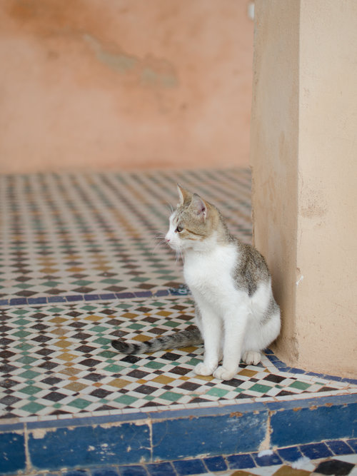 Marrakech is full of adorable, little cats. We found this one at the Badi Palace
