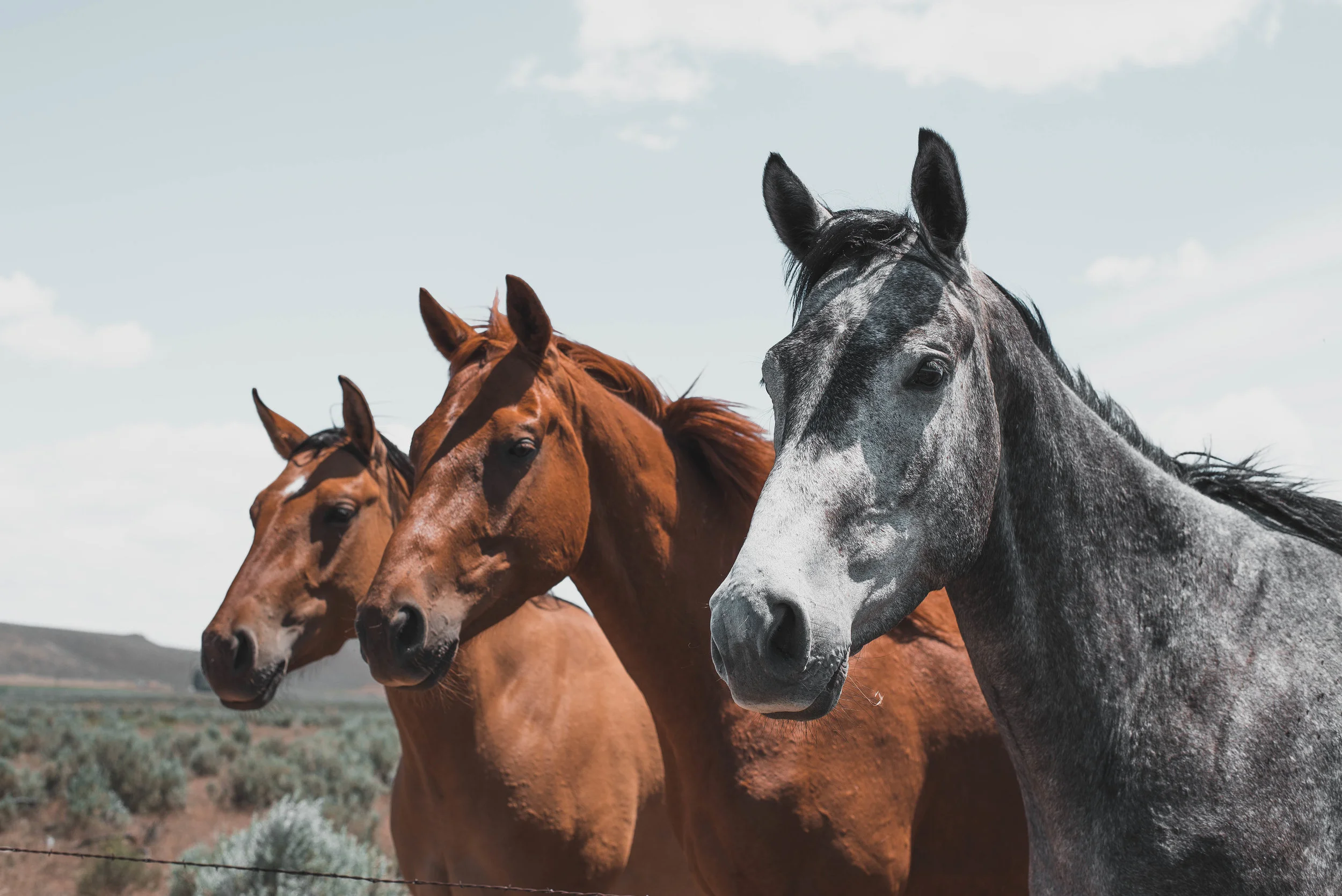 Head out to Burns, Oregon to look for wild mustangs