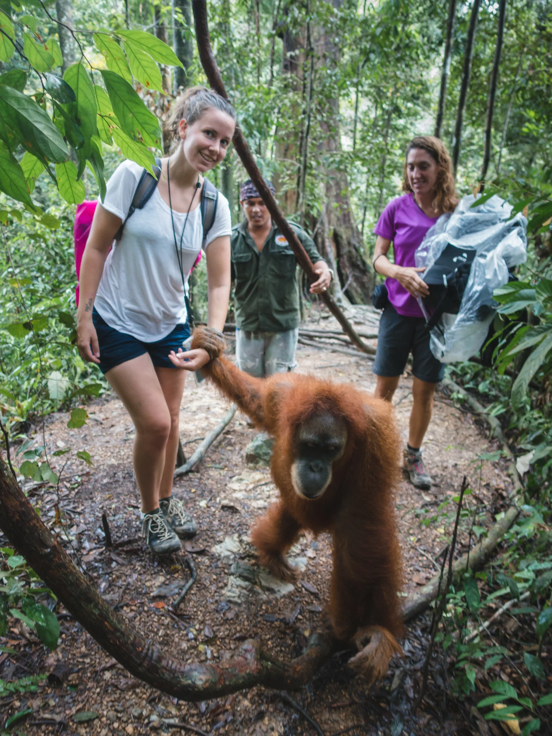 Orangutan Trekking in the Jungles of Sumatra