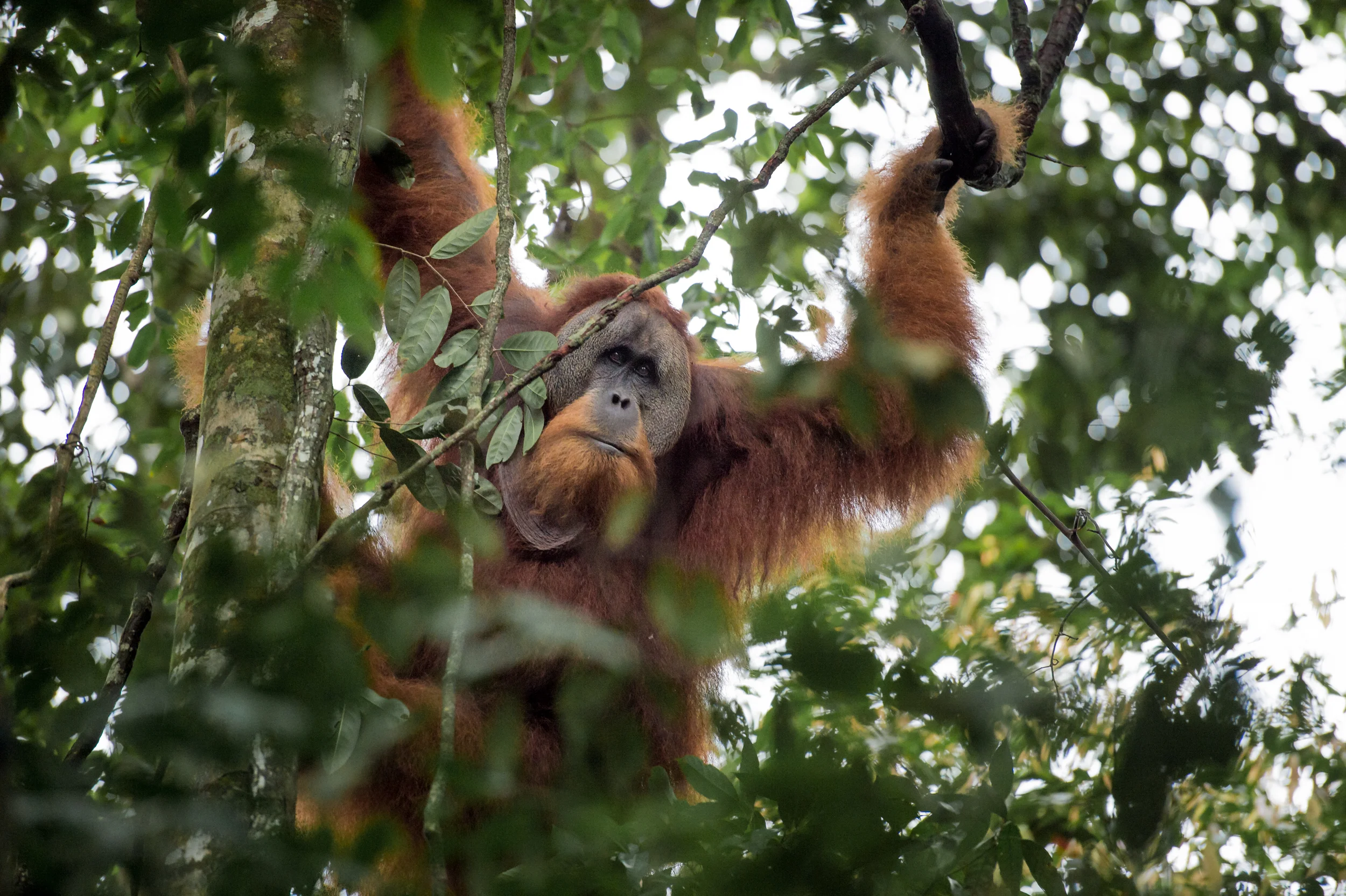 Orangutan Trekking in the Jungles of Sumatra - Photo by Timo Stahl (Instagram: @stahlson_vom_dach)