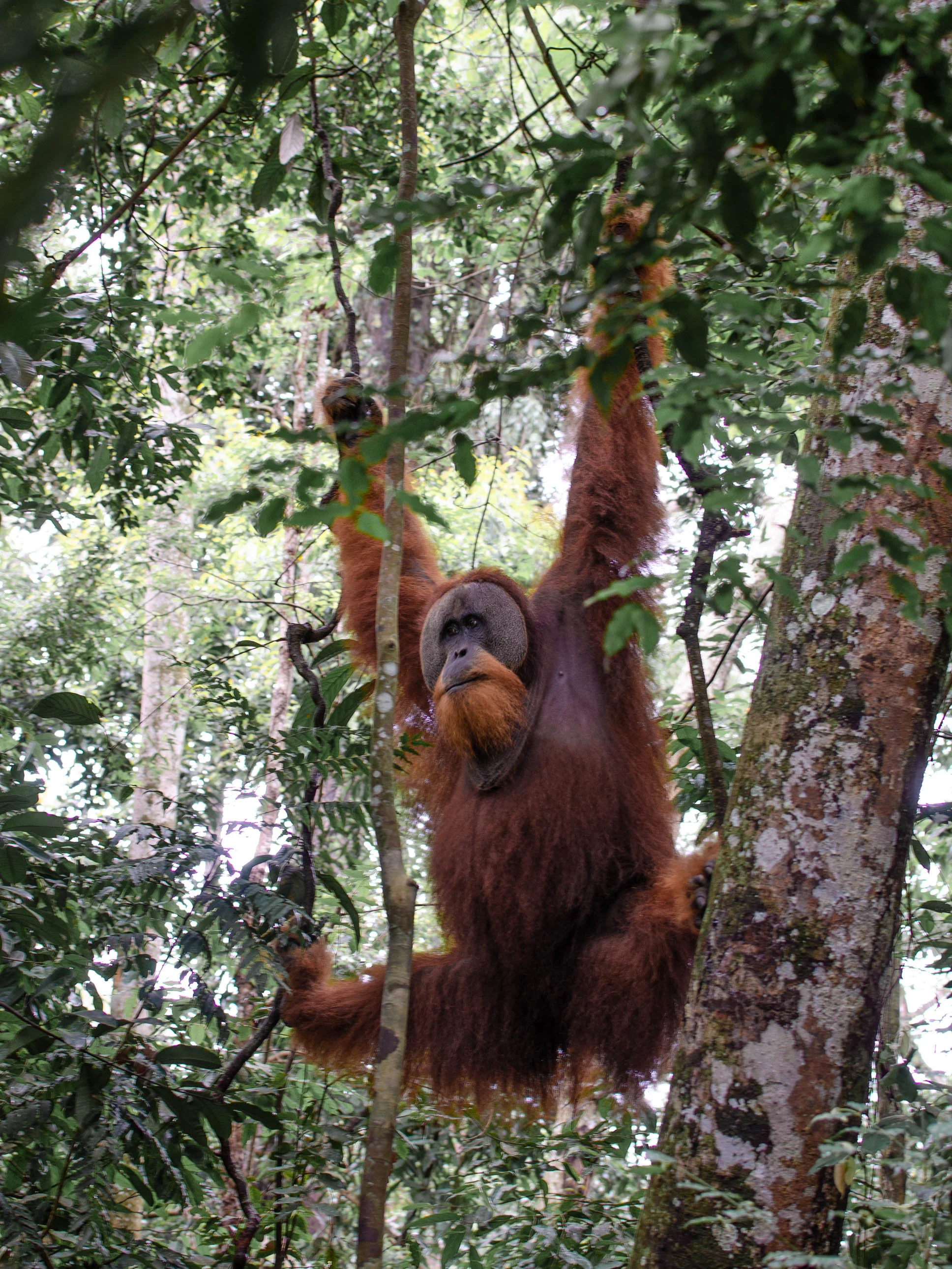 Orangutan Trekking in the Jungles of Sumatra