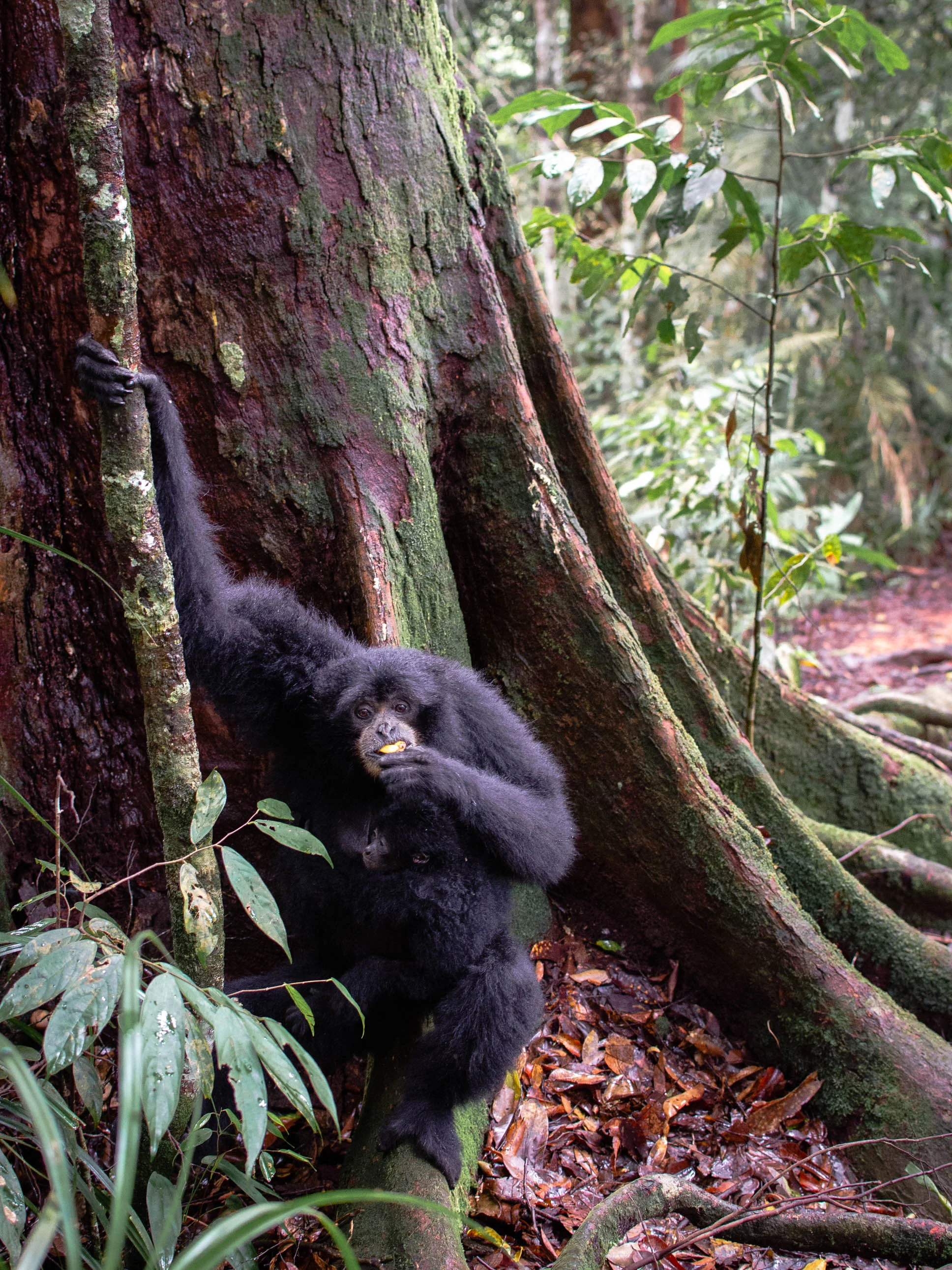 Mother siamang monkey and her baby | Orangutan Trekking in the Jungles of Sumatra